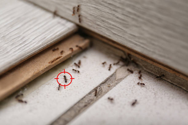 Best Insect Control  in Athens, WV