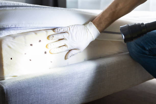 Best Pest Removal Services  in Athens, WV
